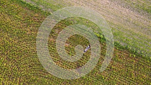 Bird flying over farm land. Copy space