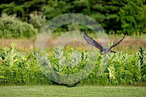 a bird is flying over a field and trees in the background