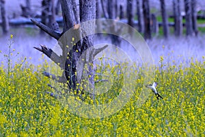 Bird flying over a field of yellow flowers