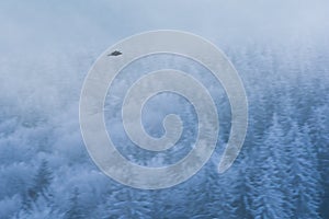 Bird flying over frosty forest. Blue hour in winter time Carpathian Mountains