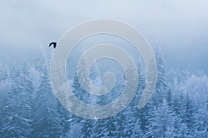 Bird flying over frosty forest. Blue hour in winter time Carpathian Mountains