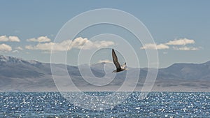 A bird flying over the lake