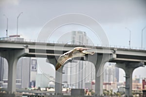 Bird flying over Miami
