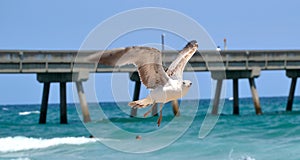 Bird Flying over the ocean