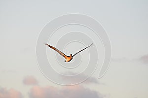 A bird is flying over the ocean with a sailboat in the background freedom air lonelily wild photo