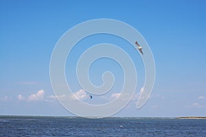 Bird flying over sea and on the horizon is seen kite