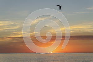 a bird flying over the water in the evening sun over the ocean