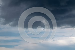 Bird flying silhouette on dark rainy cloudy sky