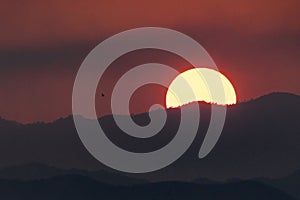 Bird flying silhouette and mountain landscape on sunset