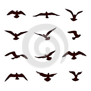 Bird flying silhouette set. Wildlife icon collection
