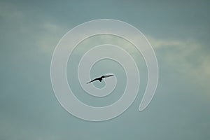 A bird is flying in the sky with of cloudy day and dramatic clouds.