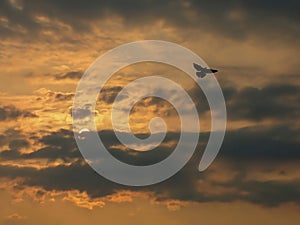 Bird flying on the sky with sun behind clouds
