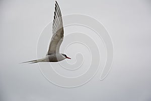 Bird flying in sky with wings wide open on overcast cloudy summer day in Iceland, copy space.