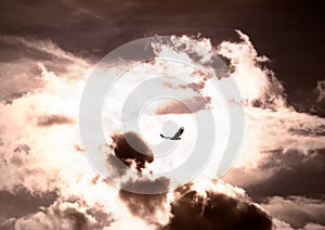 Bird flying through the storm