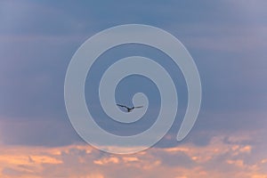 Bird flying during sunrise in the Maasai Mara National Game Reserve Narok County Riftvalley Kenya East Africa