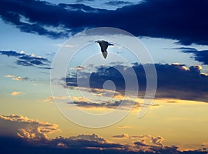 BIRD FLYING IN THE SUNSET