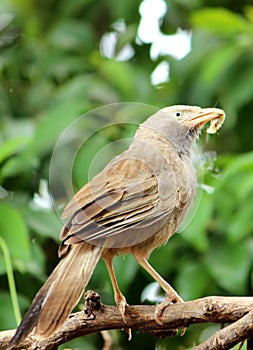 Bird with food in beak