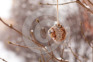Bird food hangs on a rope outside in winter. The concept of good deeds, nature