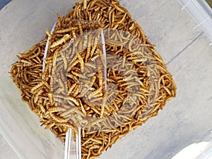 Bird food, snack from mealworms