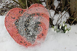 Bird food in the snow