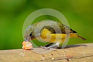 Bird with food in tropic habitat. Blue and yellow bird Yellow-throated Euphonia, Euphonia hirundinacea, Costa Rica. Female of Euph