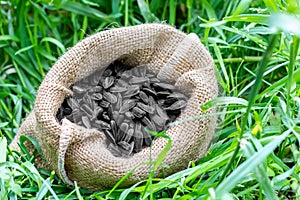 Bird food in a wicker pawn. Birdseed. Sunflower seeds surrounded by green grass.