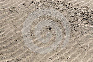 Bird foot prints in the sand