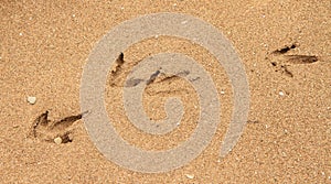 Bird foot prints in the sand