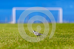 A bird on a football field. Football. World Championship 2018. Training stadium of the city of Togliatti, Samara region.