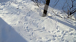 Bird footprint pattern in the snow
