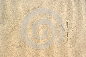 Bird footprint on sand