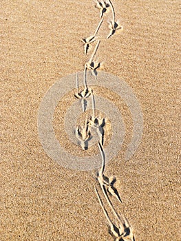 Bird footprint in the sand, sand textures