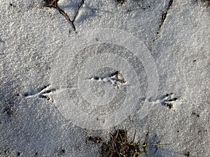 Bird footprint on the snow