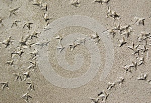 Bird Footprints