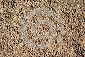 Bird Footprints Adorning Sand Texture