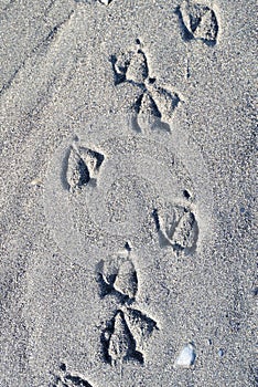 Bird footprints in coarse grained sand photo