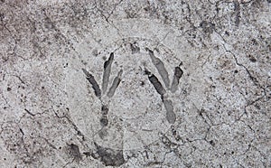 Bird footprints hardened on the concrete surface