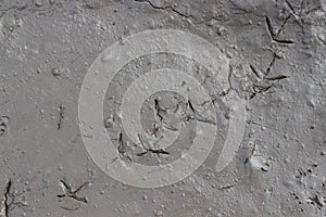 Bird footprints in mud