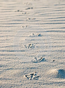 Bird footprints in sand