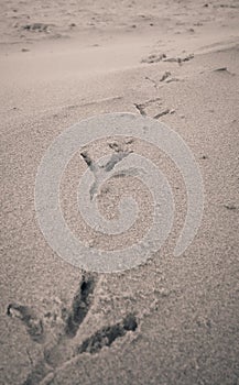 Bird footprints on sand beach