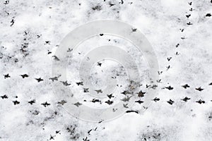 Bird Footprints In The Snow