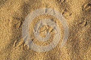 Bird footsteps on the sand