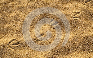 Bird footsteps on the sand
