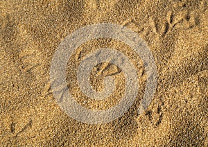Bird footsteps on the sand
