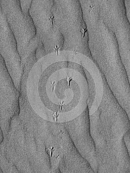 Bird footsteps in the sand