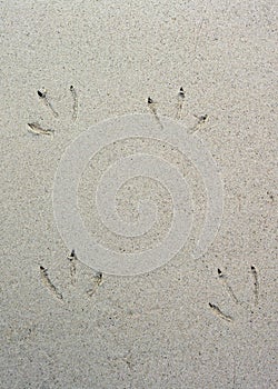 Bird footsteps on sand