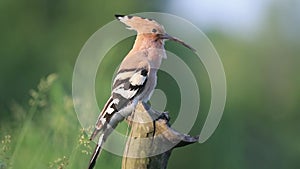 Bird with a forelock on his head singing while sitting on a dry tree stump