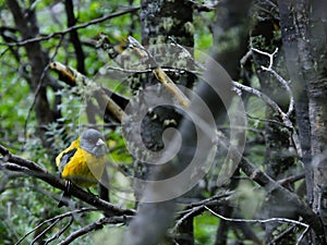 Bird in the Forest