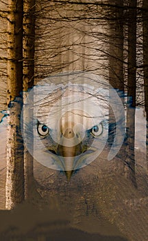Bird In Forest Abstract Art