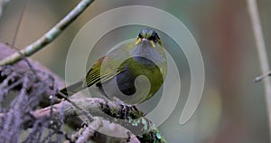 A bird in the forest jumps on the branch